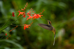 Phaethornis eurynome