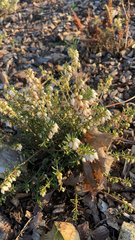 Erica carnea