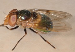 Copestylum vesicularium