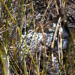 Archaeosynthemis occidentalis
