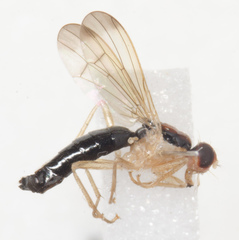 Cordilura