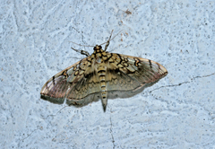 Pantographa expansalis