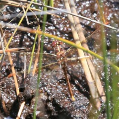 Archaeosynthemis occidentalis