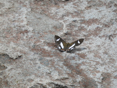 Siseme alectryo alectryo