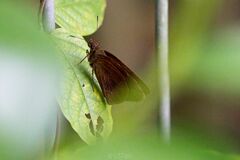 Ancistroides nigrita