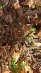 Sceptridium dissectum dissectum