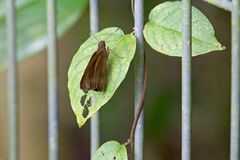 Ancistroides nigrita