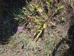 Centaurea scabiosa apiculata