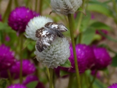 Chiomara asychis