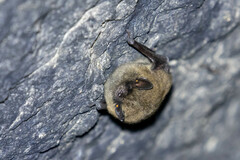 Myotis leibii