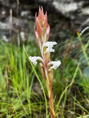 Satyrium longicauda