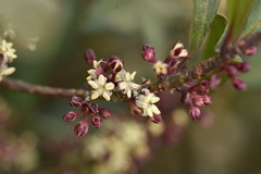 Myrsine seguinii