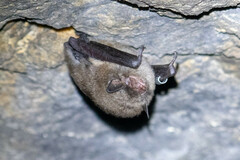 Myotis sodalis