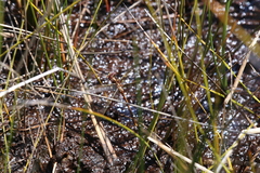 Archaeosynthemis occidentalis