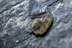 Myotis leibii