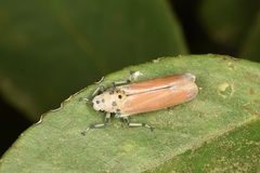 Bothrogonia ferruginea