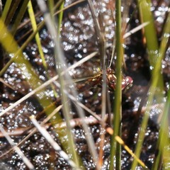 Archaeosynthemis occidentalis