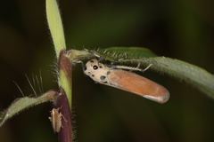 Bothrogonia ferruginea