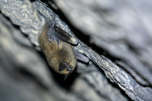 Eastern Small-footed Myotis photographed in West Virginia