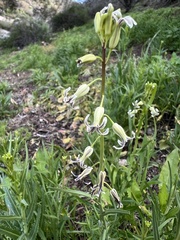 Caulanthus heterophyllus