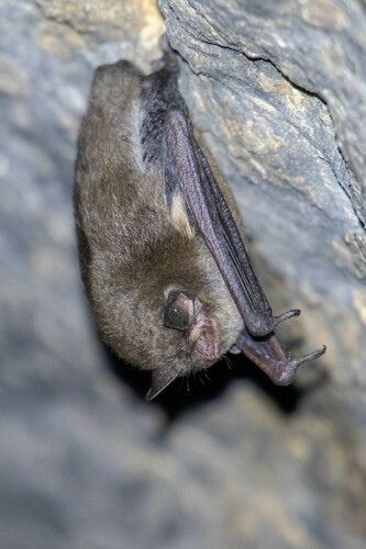 Indiana Bat photographed in West Virginia
