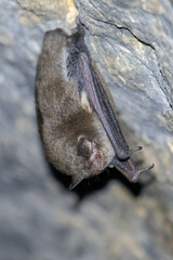 Myotis sodalis