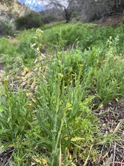 Caulanthus heterophyllus