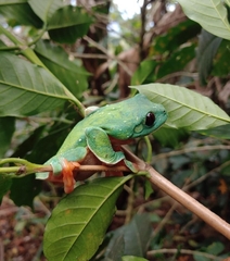 Agalychnis moreletii