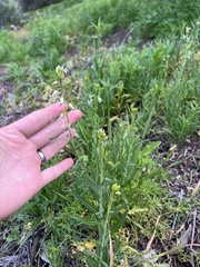 Caulanthus heterophyllus