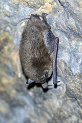 Myotis sodalis
