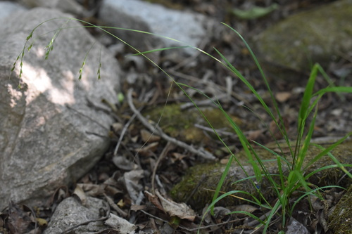 Poa acroleuca iNat (3)