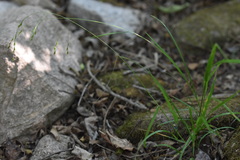 Poa acroleuca