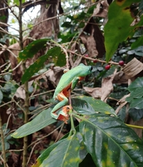 Agalychnis moreletii