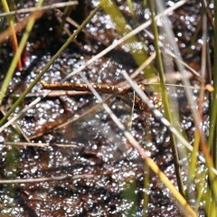 Archaeosynthemis occidentalis