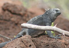 Amblyrhynchus cristatus