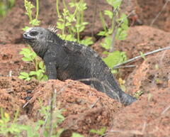 Amblyrhynchus cristatus