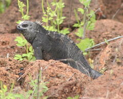 Amblyrhynchus cristatus