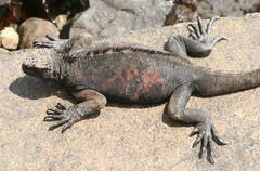 Amblyrhynchus cristatus