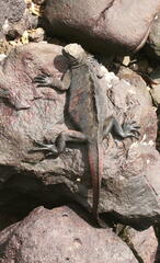 Amblyrhynchus cristatus