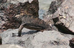 Amblyrhynchus cristatus