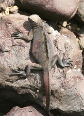 Amblyrhynchus cristatus