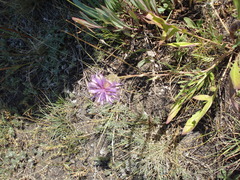 Centaurea scabiosa apiculata