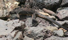 Amblyrhynchus cristatus