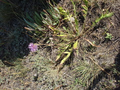Centaurea scabiosa apiculata