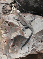 Amblyrhynchus cristatus