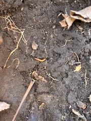 Meracantha contracta