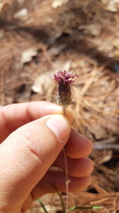 Vernonia bolleana