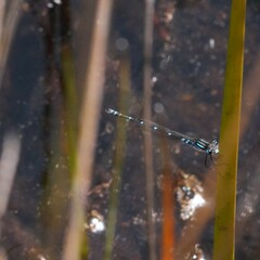 Austrolestes aleison
