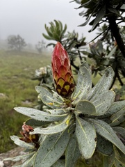 Protea roupelliae roupelliae