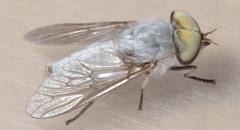 Leucotabanus annulatus